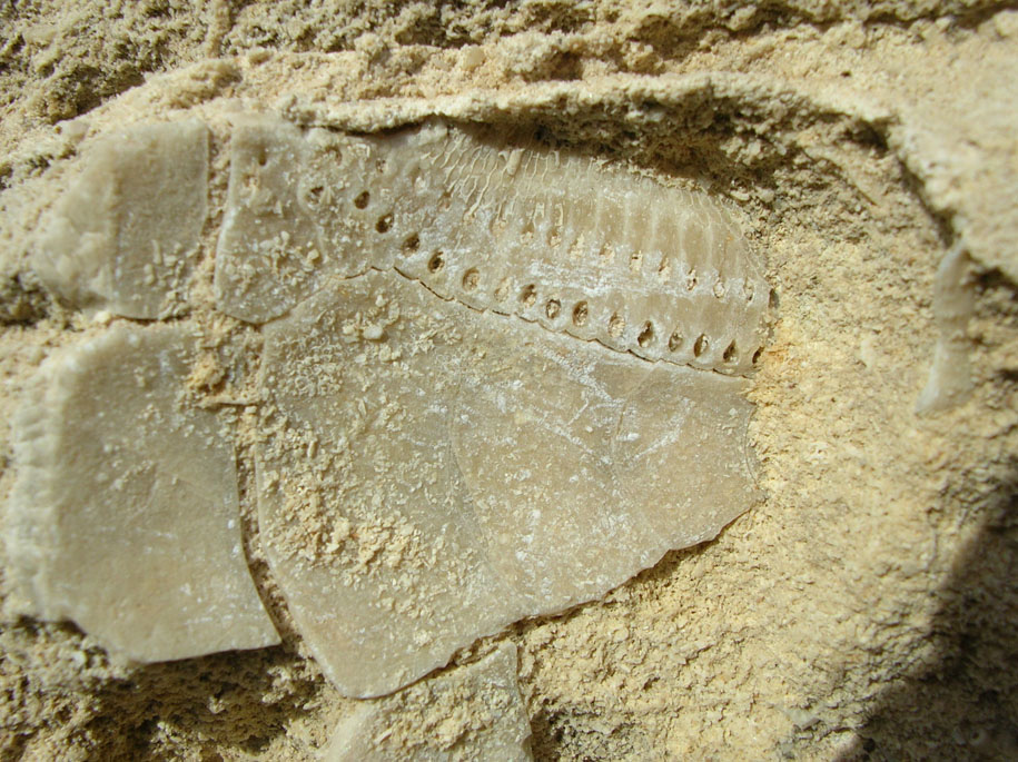 Fossili Matera